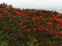 贵州丹寨龙泉山：杜鹃花海景致美
