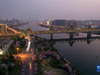 广西柳州：紫荆缤纷夜色美
