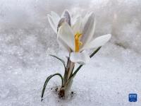 新疆：顶冰花破雪绽放
