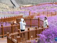内蒙古扎兰屯：杜鹃花开迎客来
