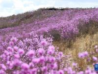 内蒙古扎兰屯：杜鹃花开迎客来
