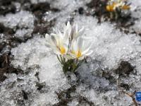 新疆：顶冰花破雪绽放
