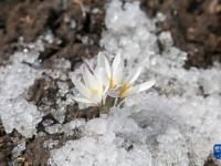 新疆：顶冰花破雪绽放
