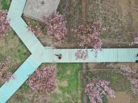 石家庄：樱花绽放赏春光
