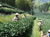 福建：春茶飘香
