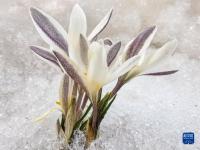 新疆：顶冰花破雪绽放

