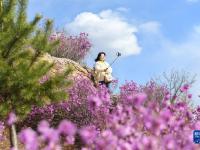 内蒙古扎兰屯：杜鹃花开迎客来

