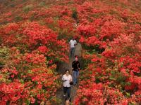贵州丹寨龙泉山：杜鹃花海景致美
