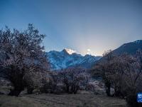 西藏：花开南迦巴瓦

