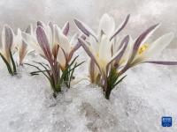 新疆：顶冰花破雪绽放
