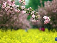 石家庄：樱花绽放赏春光
