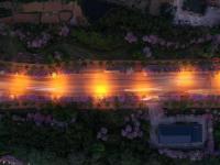 广西柳州：紫荆缤纷夜色美
