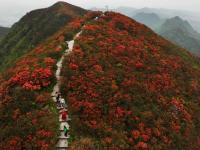 贵州丹寨龙泉山：杜鹃花海景致美
