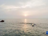 浙江象山：搁浅鲸成功脱困
