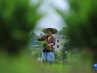贵州岑巩：全力制种保丰收
