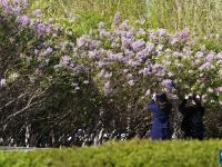 丁香花开绽芬芳

