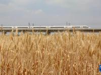 山东临沂：喜看麦熟遍地金

