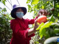 银川：移民村农事忙
