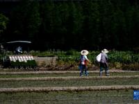 上海：立夏耕种忙
