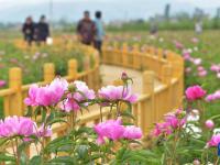 芍药花开引客来
