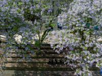 蓝花楹花开毕业季
