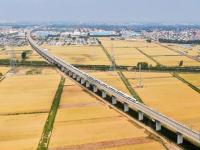 山东临沂：喜看麦熟遍地金
