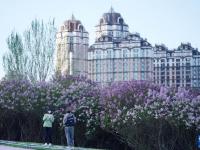 丁香花开绽芬芳
