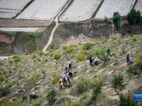 宁夏西吉：植绿山塬 涵养生态

