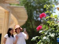 河北隆尧：增绿建园 让城市更宜居
