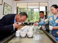 武夷山繁忙制茶季
