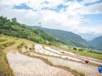 重庆丰都：夏耕美景入画来
