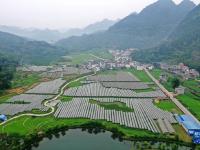 广西东兰：种养产业助振兴
