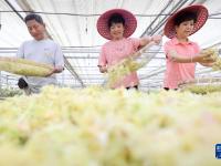 浙江湖州：石斛开出“致富花”
