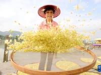 浙江湖州：石斛开出“致富花”
