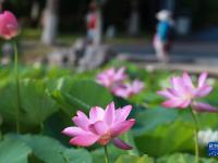 芬芳夏日
