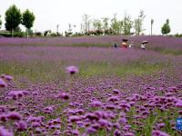 芬芳夏日
