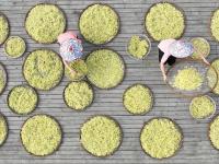 浙江湖州：石斛开出“致富花”
