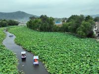 秦岭深处赏荷韵
