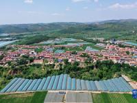 山西壶关：旱地西红柿助农增收
