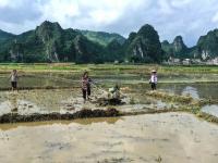 瑶乡农民忙“双抢”

