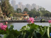 昆明：荷花展引游人
