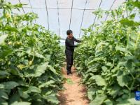 山西壶关：旱地西红柿助农增收

