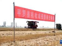 黄河岸边麦收忙
