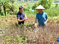 福建宁德：抗旱护茶园
