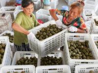 四川华蓥：特色水果助农增收