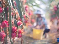 湖南道县：特色种植 助农增收