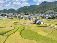 贵州高原：稻谷飘香景如画
