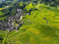 贵州高原：稻谷飘香景如画
