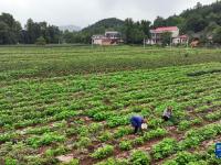 一个秦岭小山村的振兴发展路
