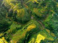 贵州高原：稻谷飘香景如画
